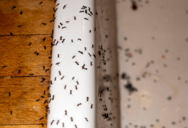 Best Pest Control Near Me  in Eufaula, OK