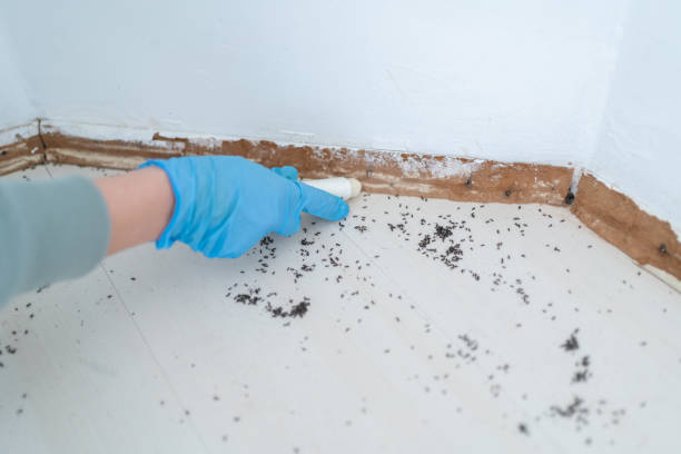Wasp Removal Services in Eufaula, OK